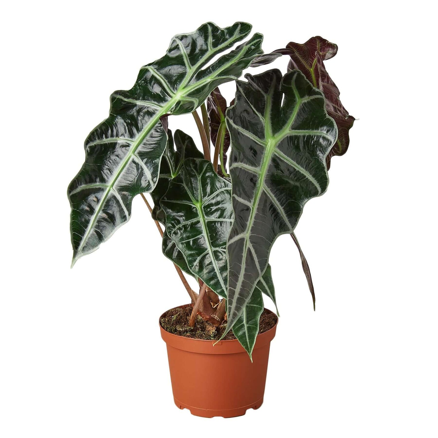 Alocasia Polly 'African Mask' - Plantesana