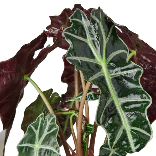 Alocasia Polly 'African Mask' - Plantesana