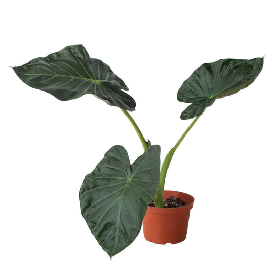 Alocasia 'Regal Shields' - Plantesana