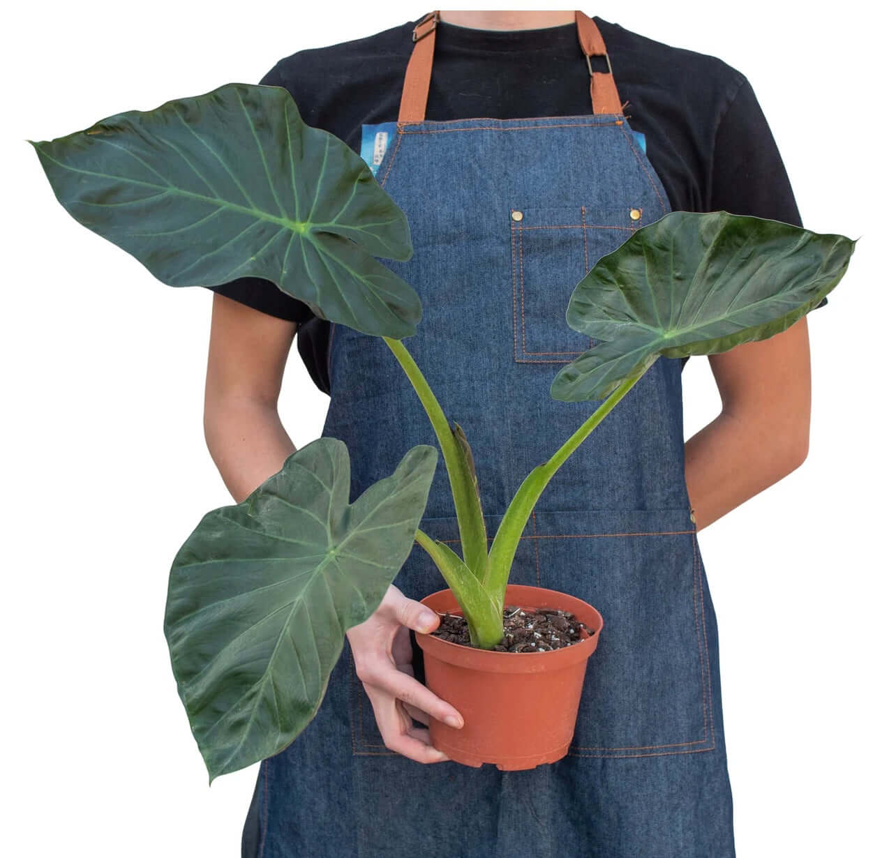 Alocasia 'Regal Shields' - Plantesana