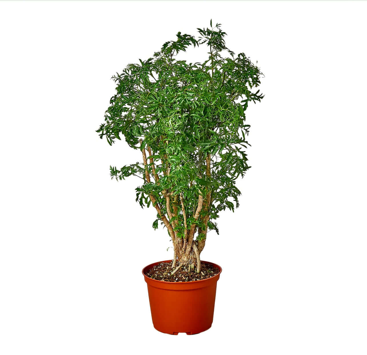 Aralia Ming Stump Plant - Plantesana