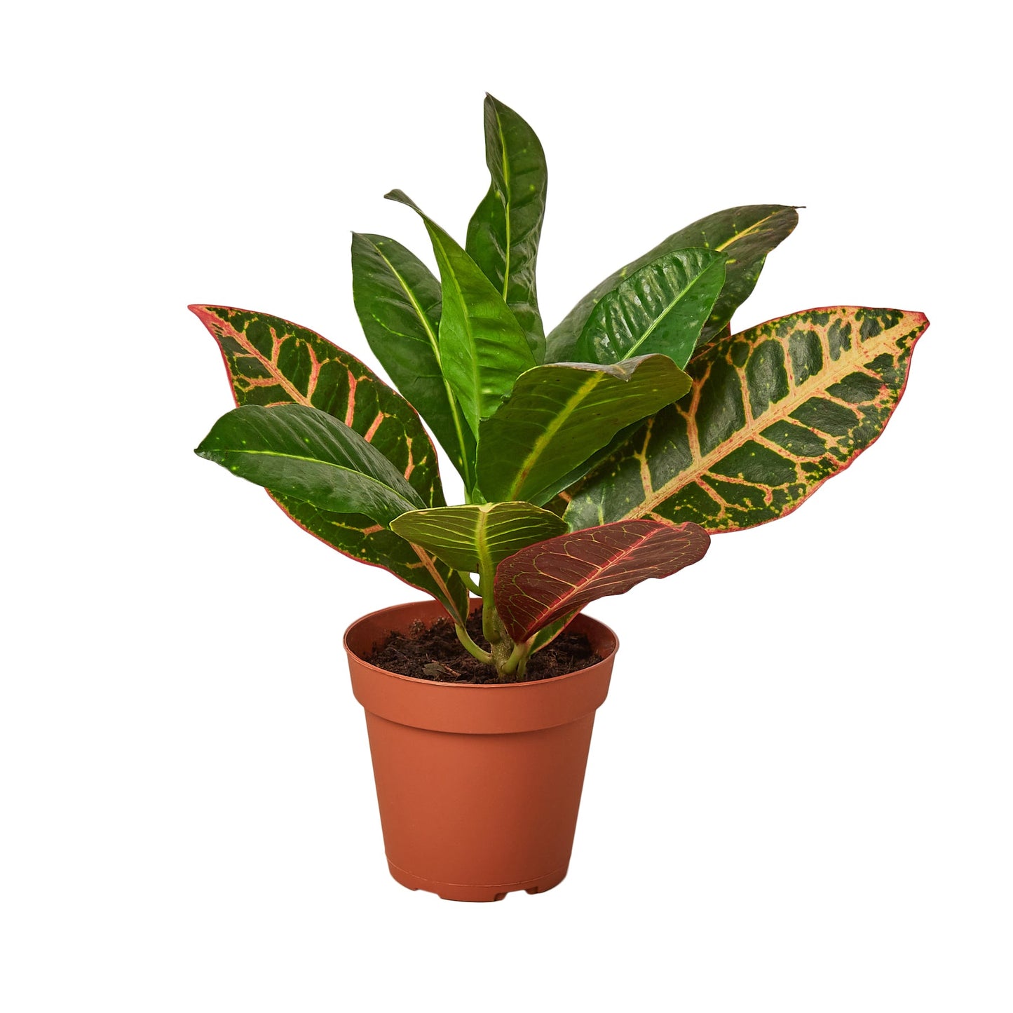 Croton Petra - Plantesana