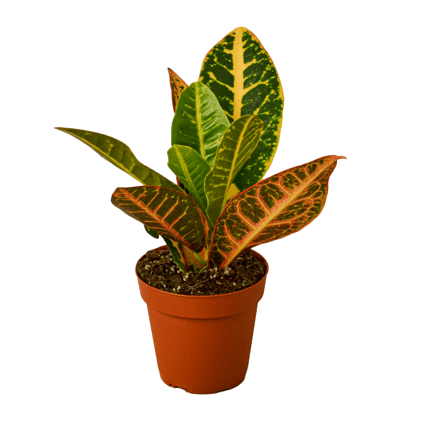 Croton Petra - Plantesana