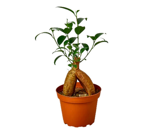 Ficus “Ginseng” - Plantesana