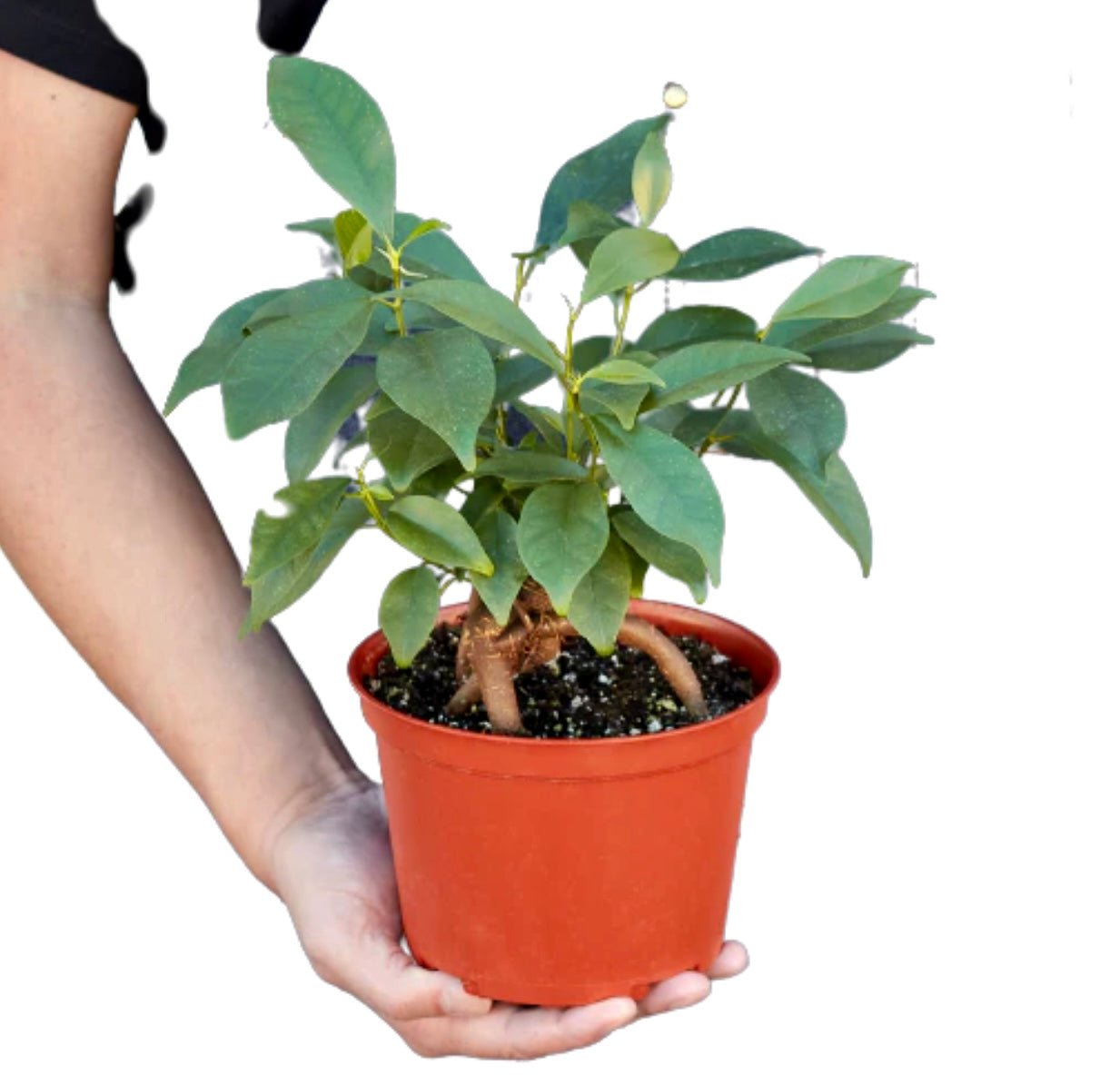 Ficus “Ginseng” - Plantesana