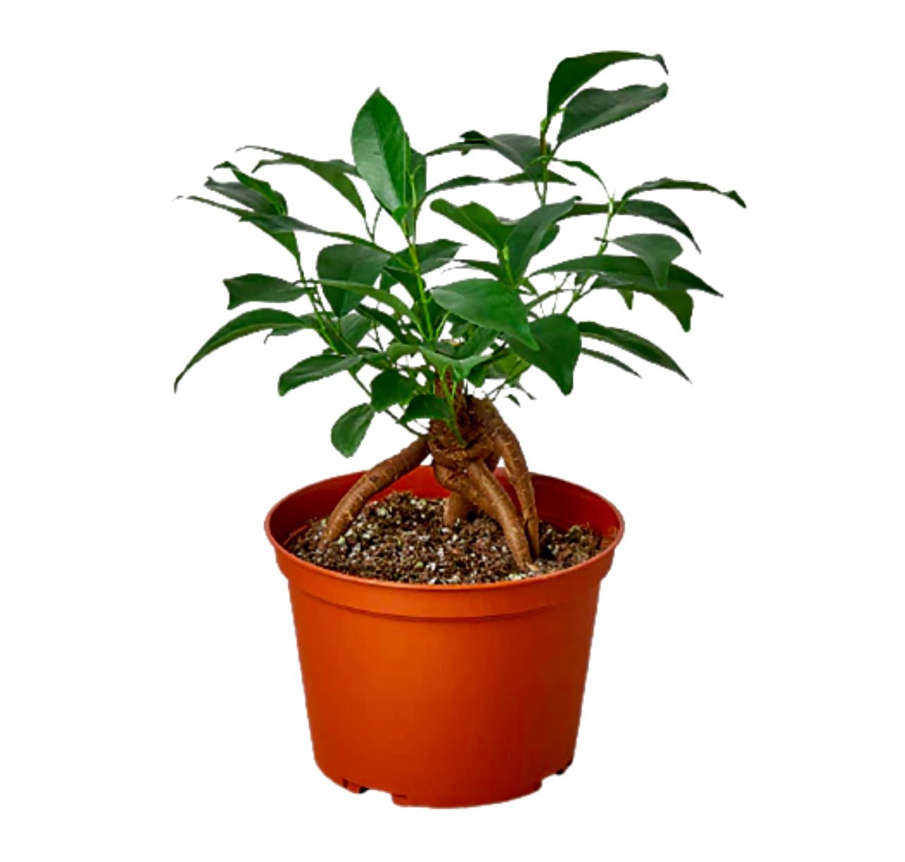 Ficus “Ginseng” - Plantesana